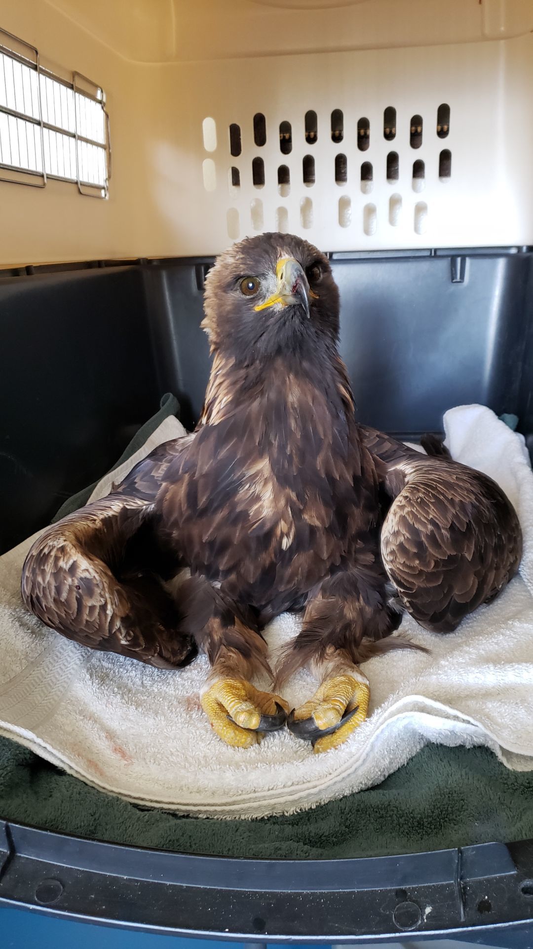 Golden eagle